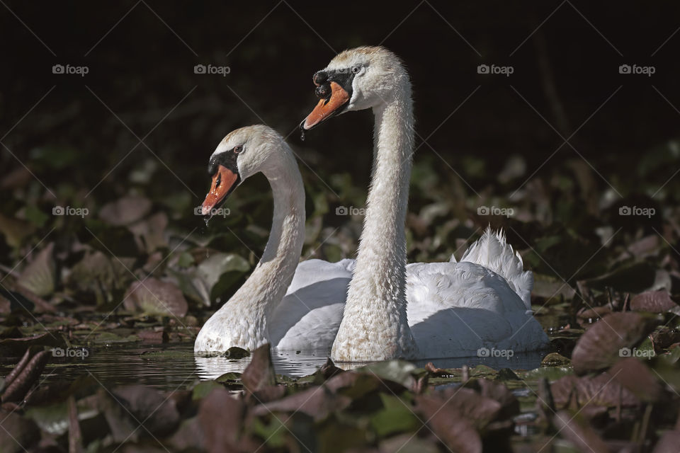 Focused Swans