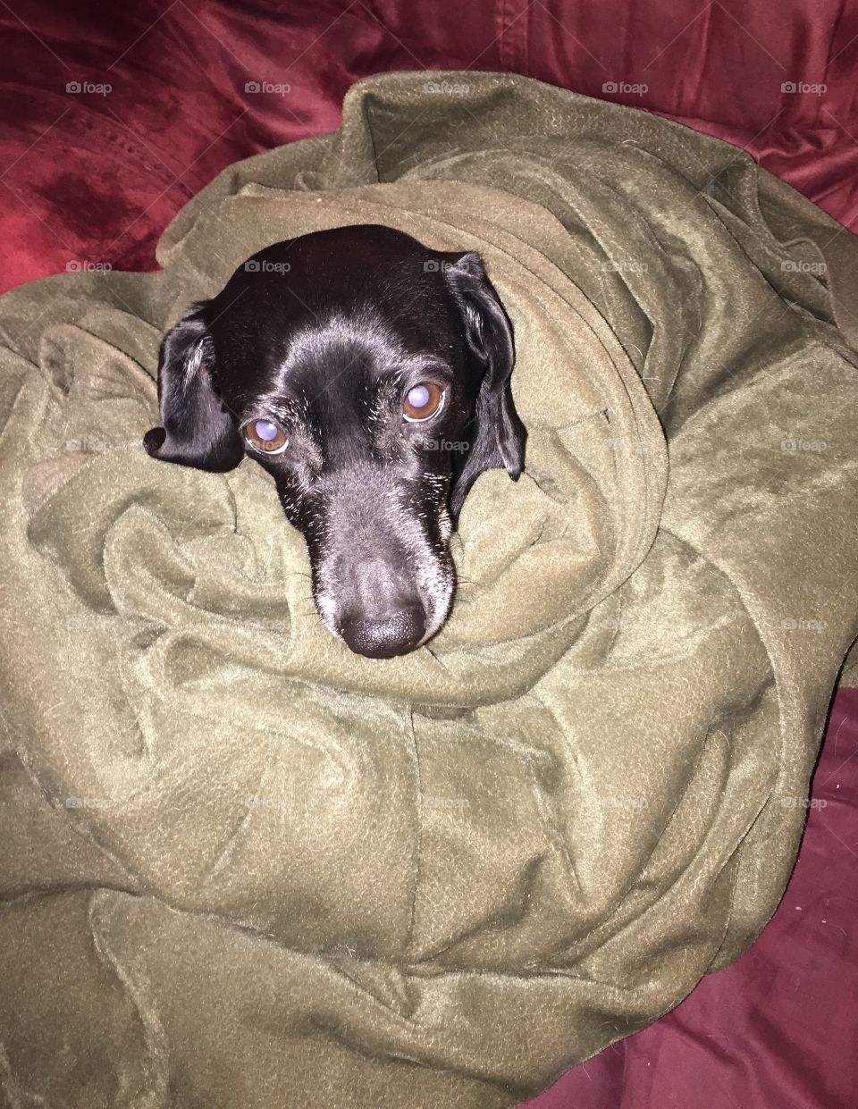 Dachshund in a blanket