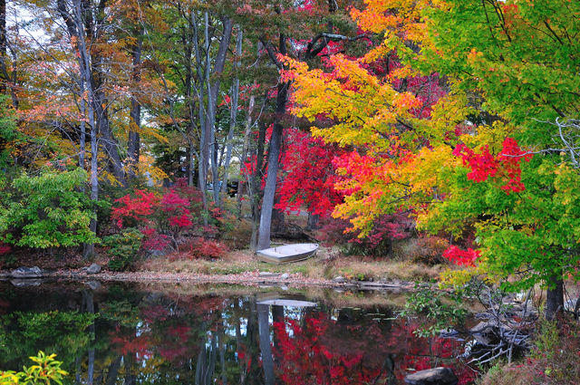 nature trees lake park by delvec