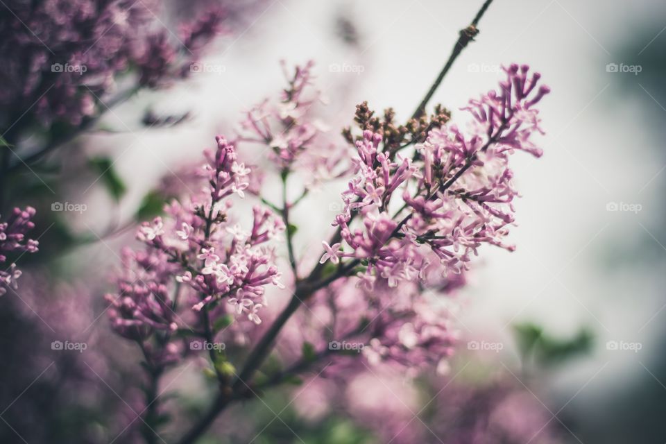 Spring blossoms in pink