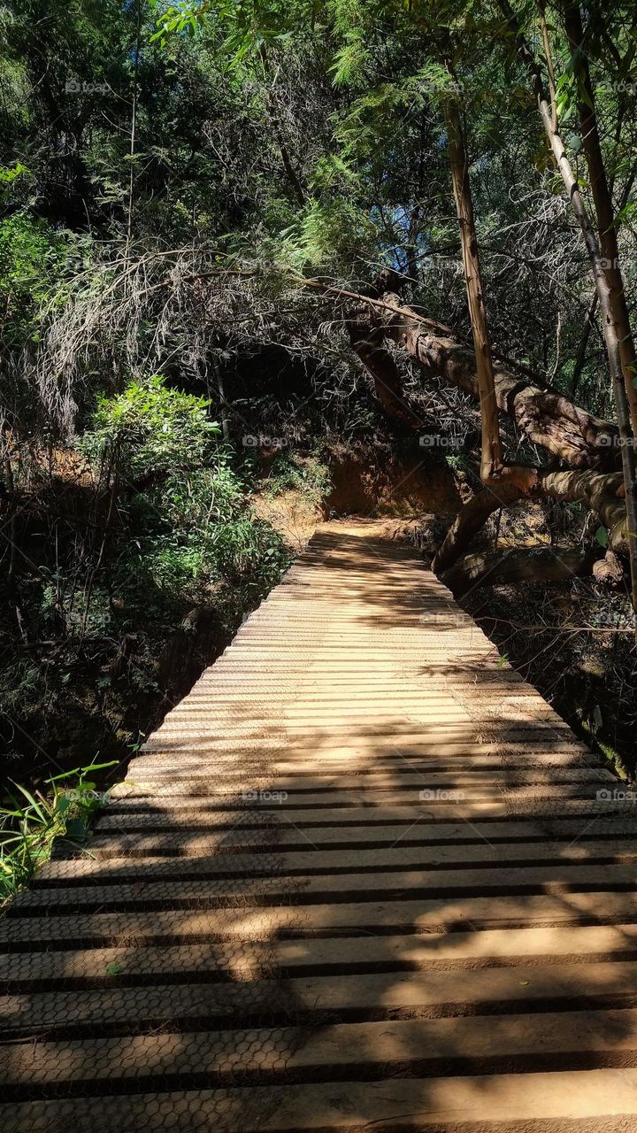 a bridge crossing a stream in the forest.