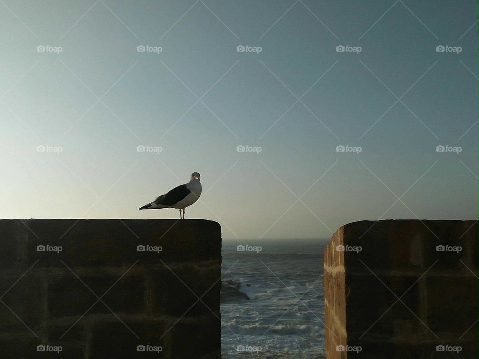 Beautiful seagull on ancient wall.