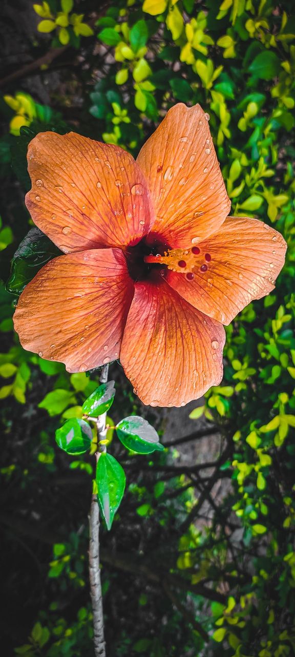 Hybiscus Flower HD,Best Flowers Photos, Orange colour photos