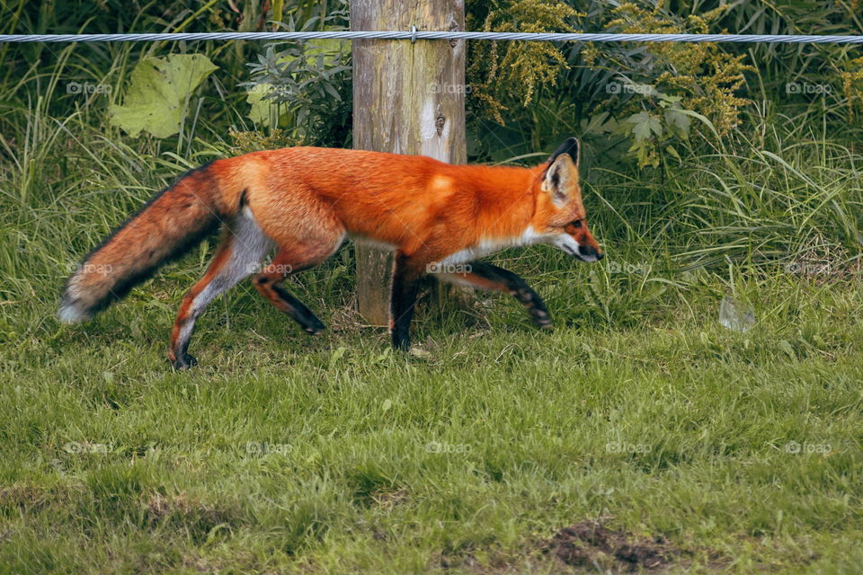 Mammal, Wildlife, Animal, Fox, Grass