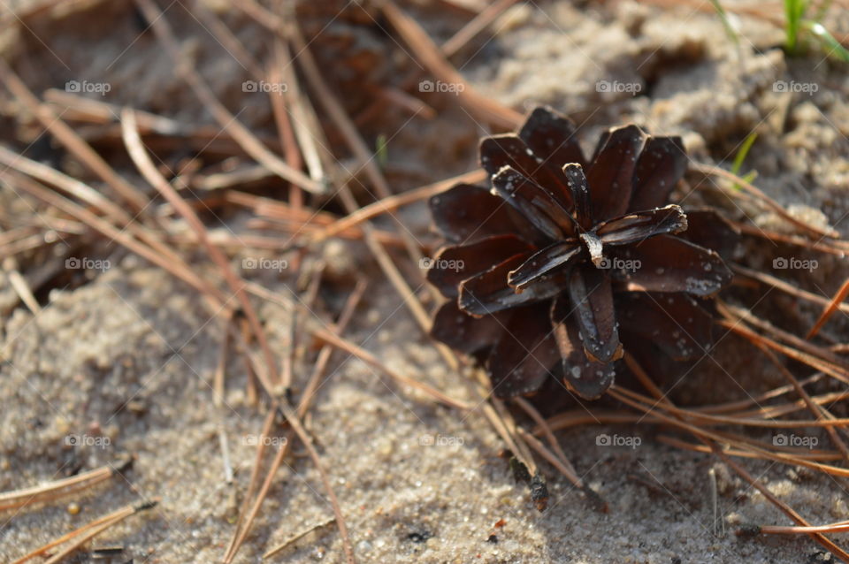 Close-up of pine cone