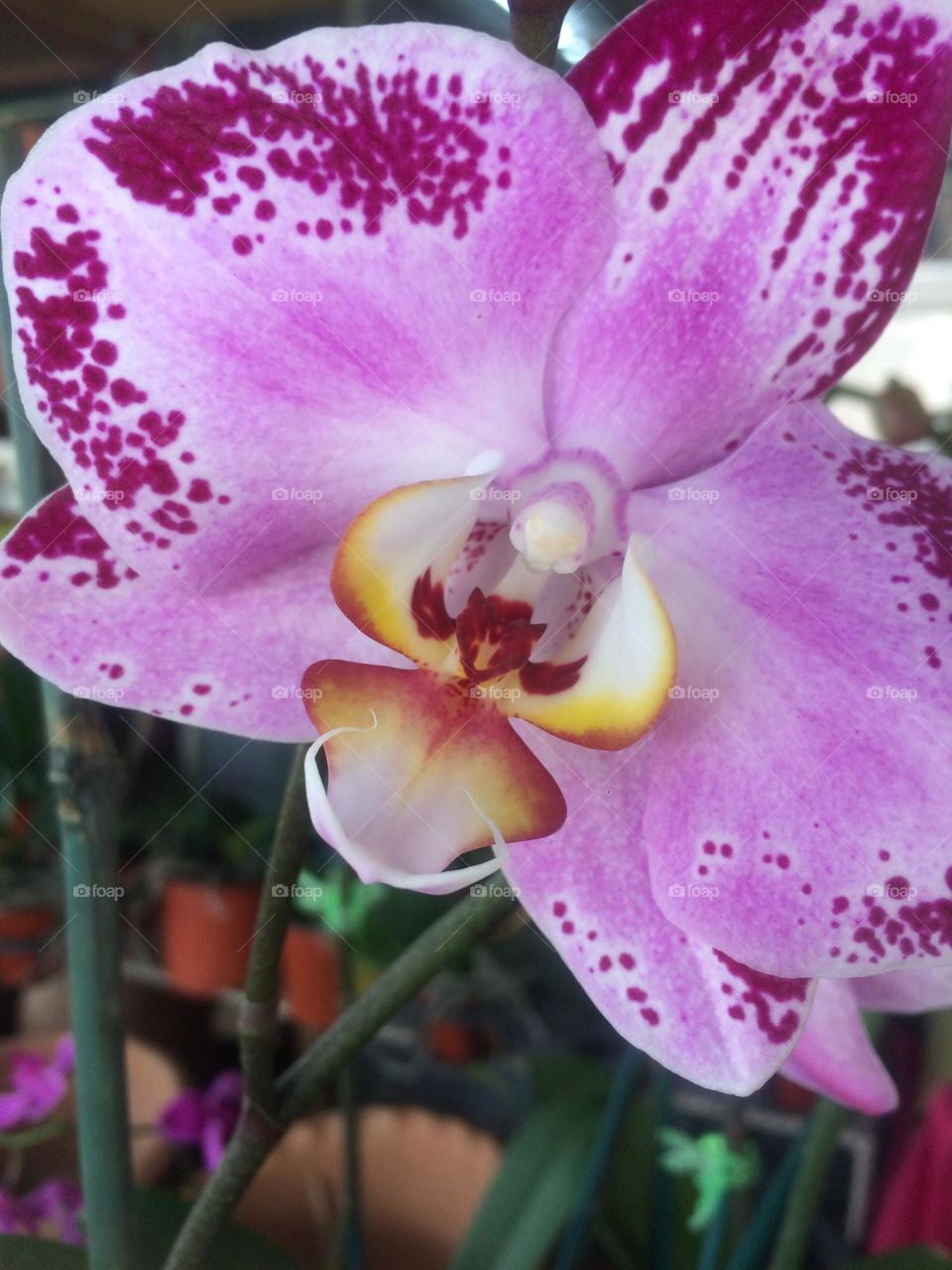Orchid Bloom 