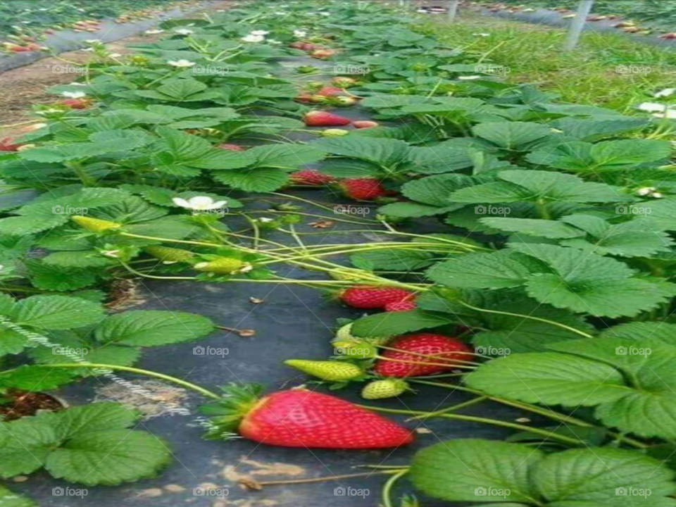 strawberry farmer