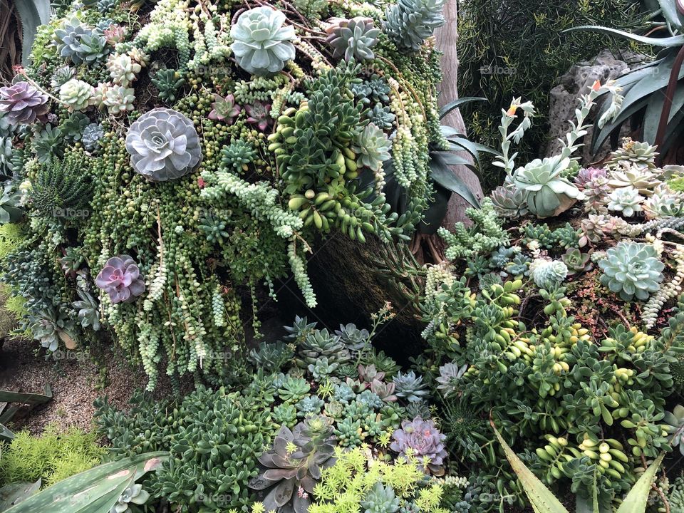 Succulents at the garden on the ground 