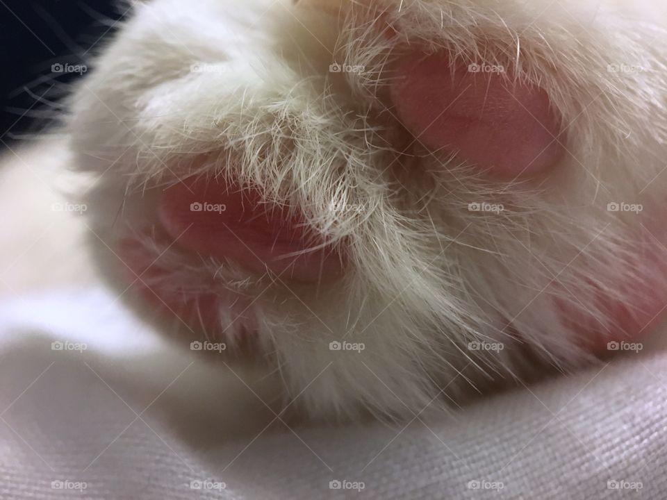 Close up of Cat law. White fur with pink toe pads. Details of fur and toes. Soft and fluffy. 