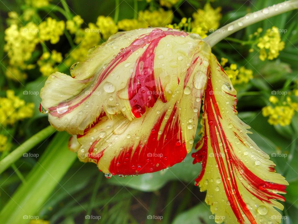 Water drops on tulip flower