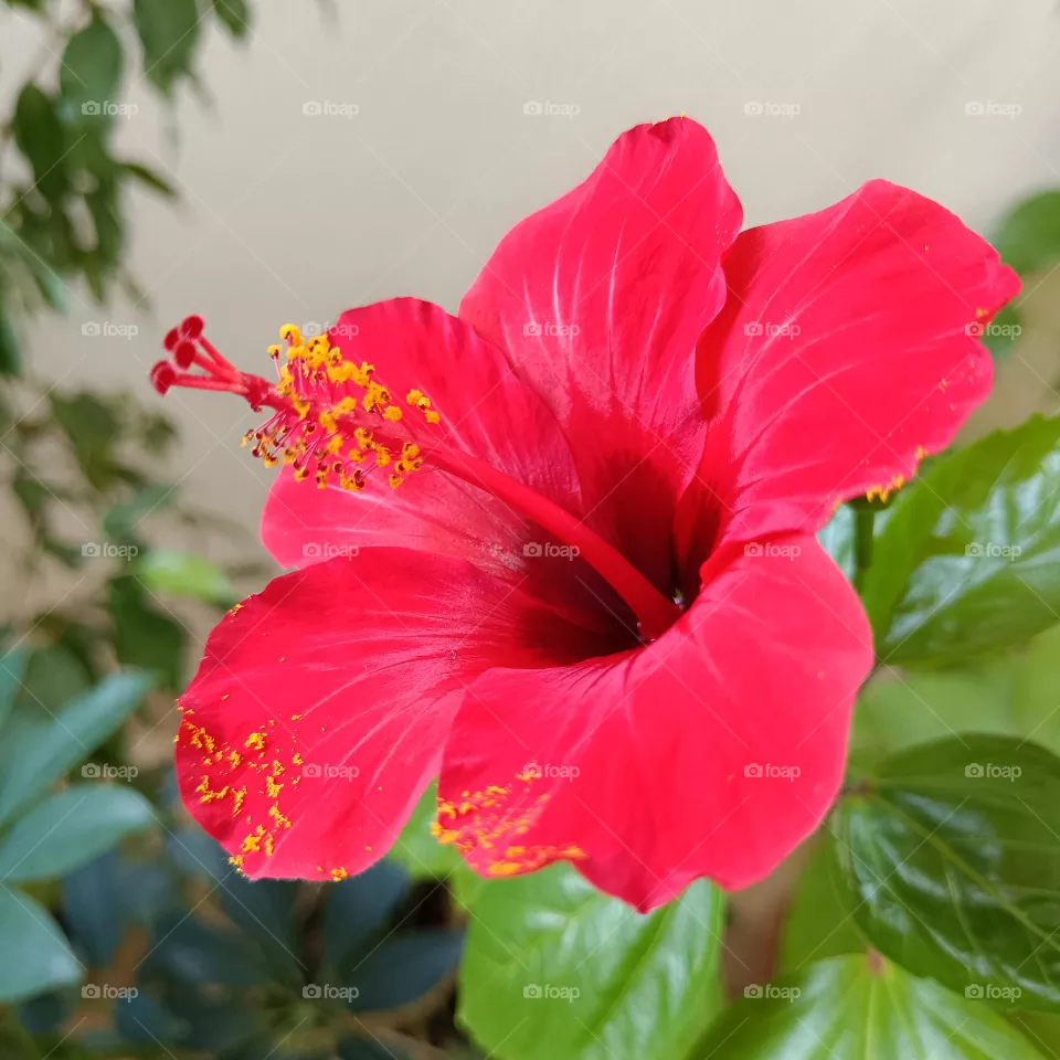 Red flower