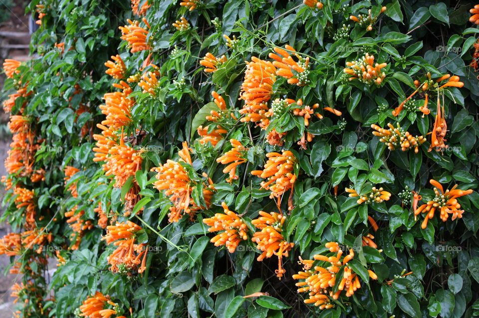 Orange flowers