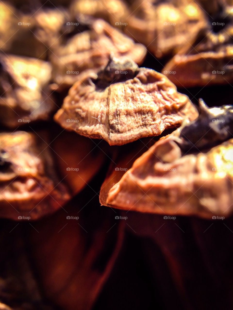 Macro pine cone