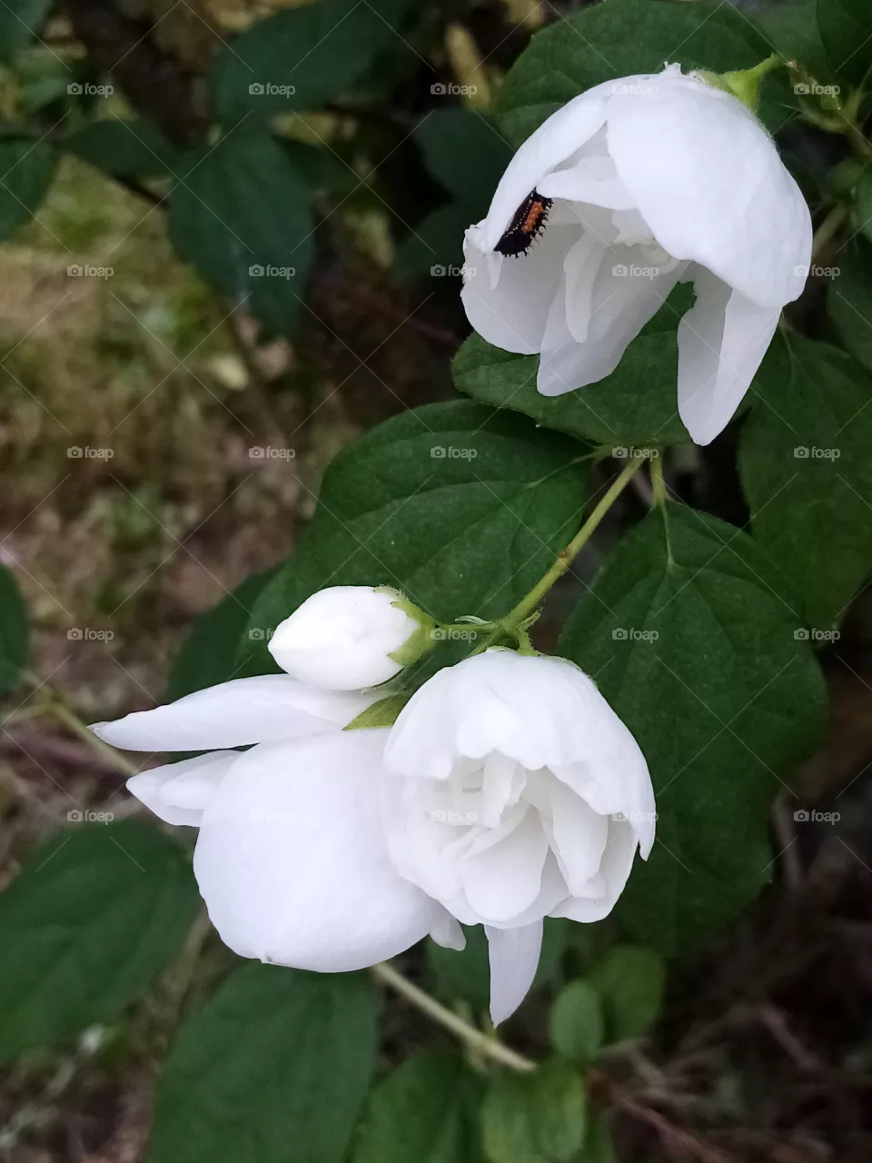 Blumen