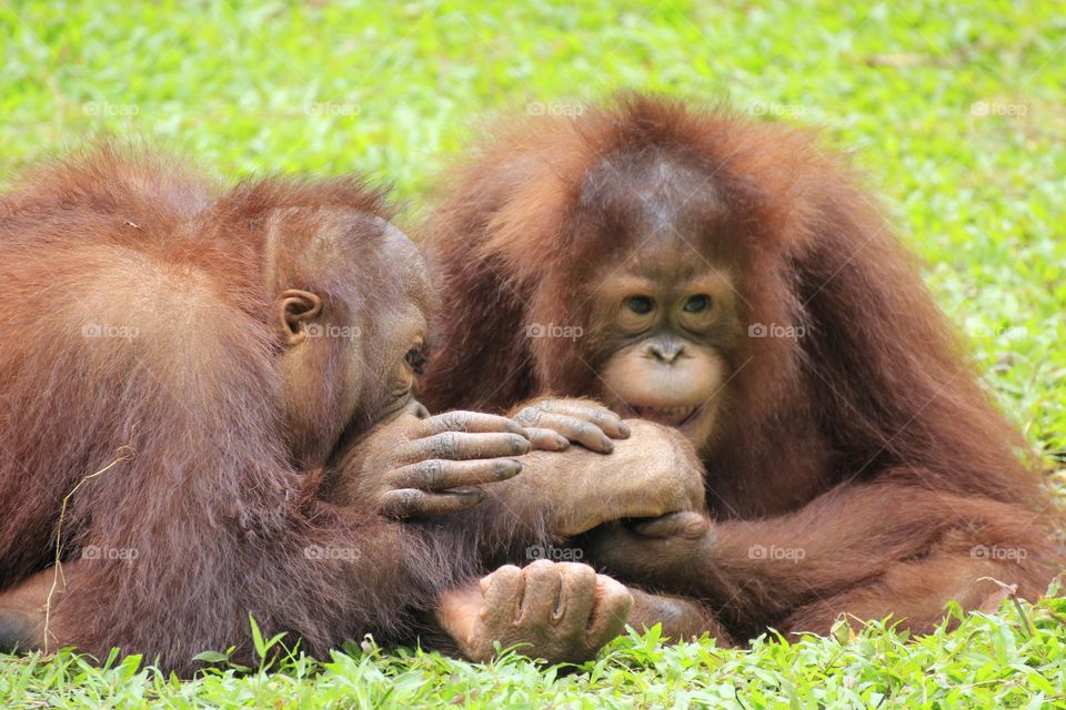 The orang utans