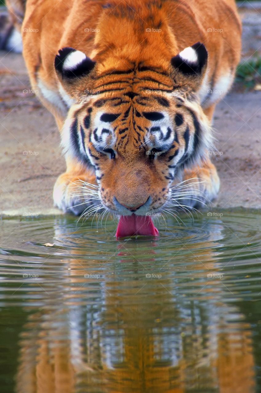A tiger stoops to drink and meets his reflection in the water.