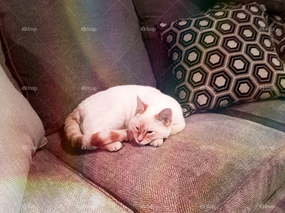 Little cat on a new couch. My kitten laying on our new couch