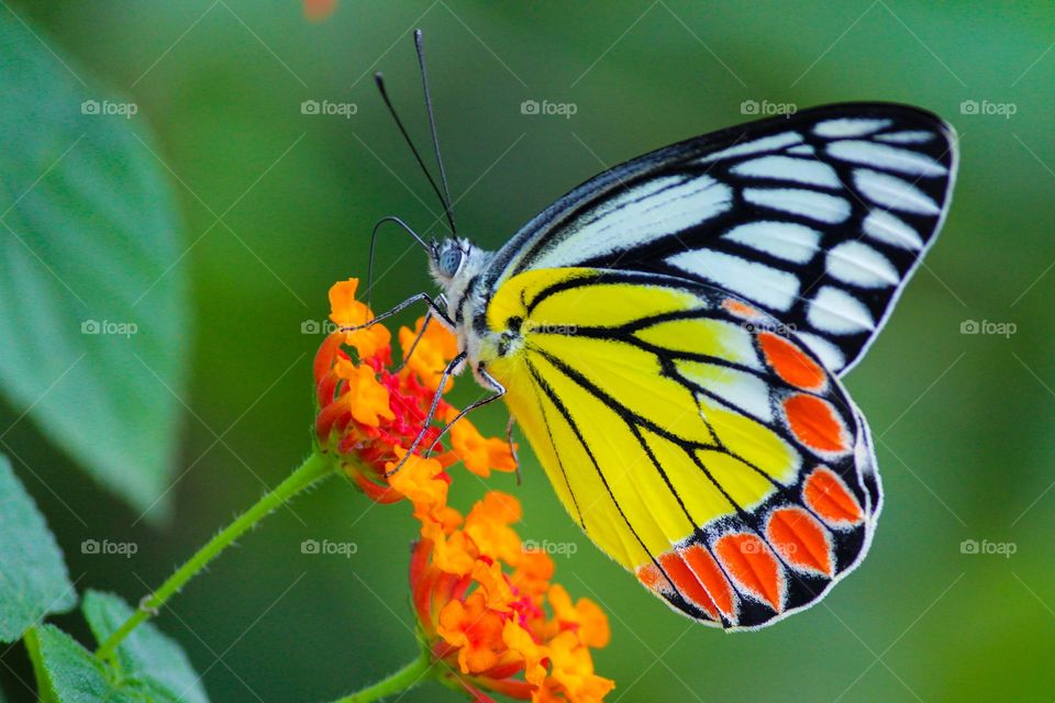 Butterfly macro