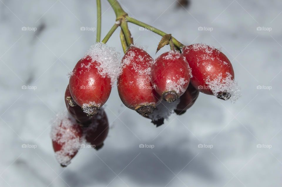 Rosehip berries.