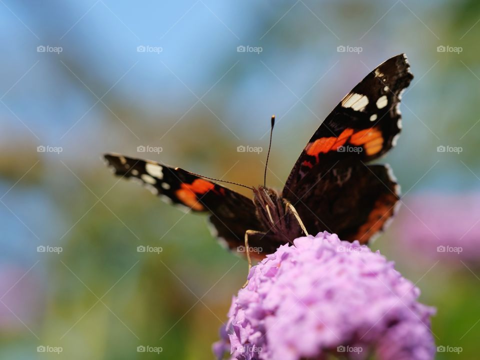 Red Admiral butterfly