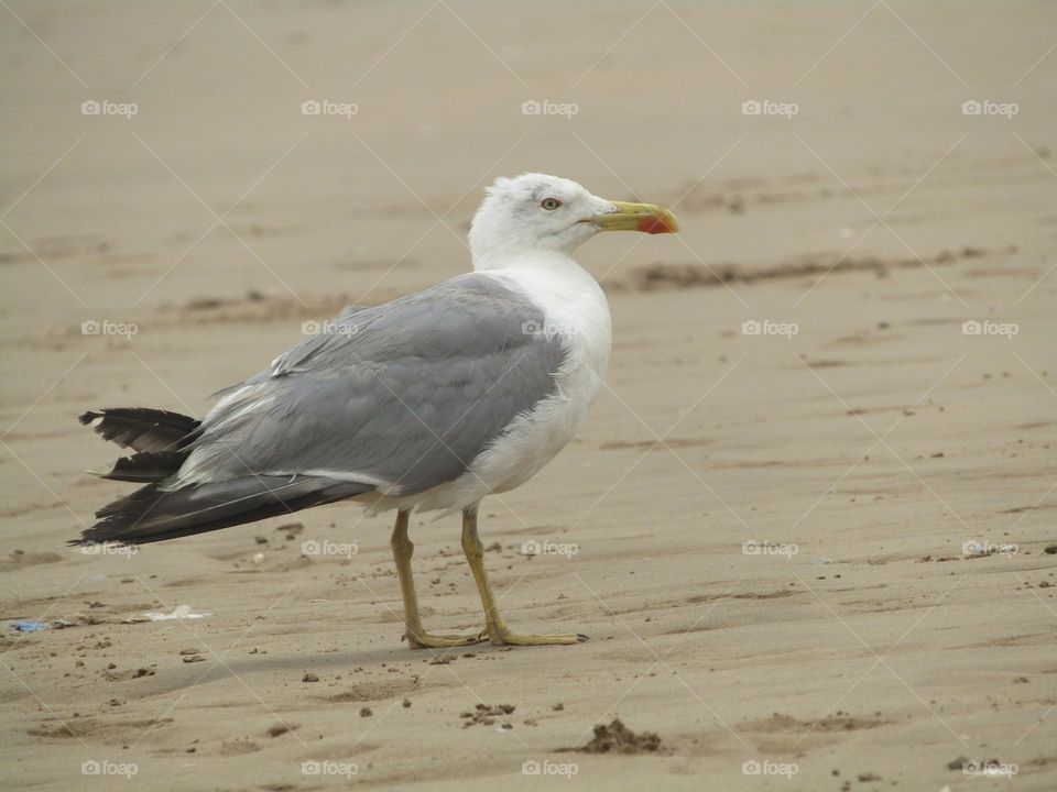 A stork standing on the beach