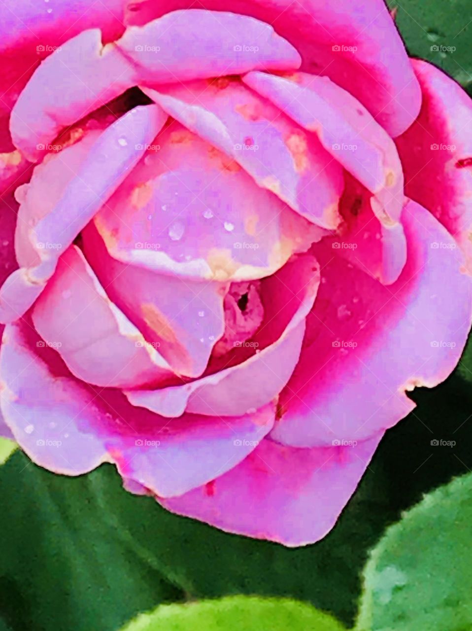 Watery Rose