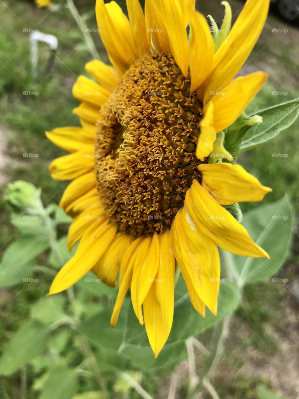 Sunflower side