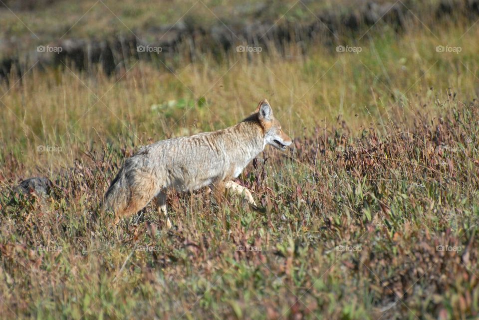 Coyote walking up a small till in the grass