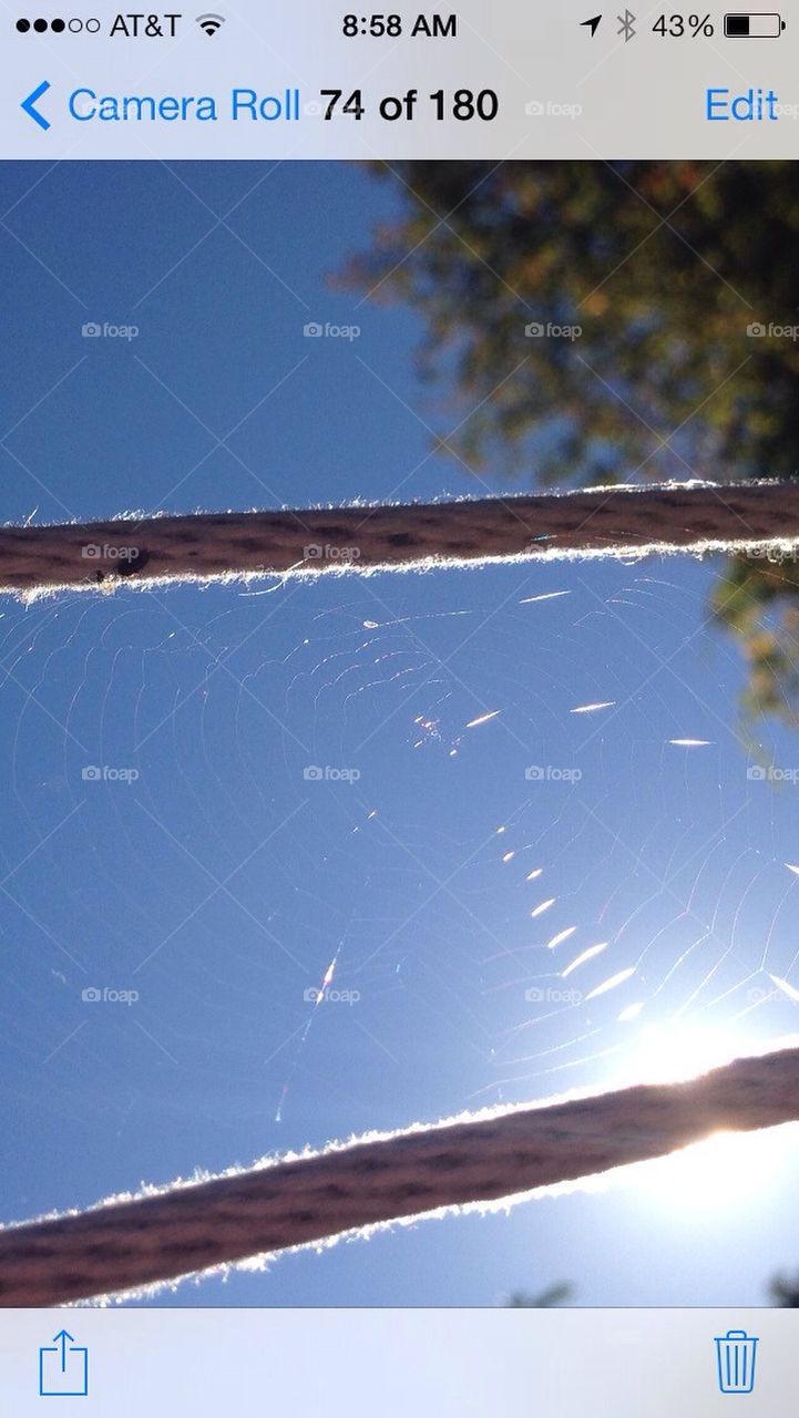 Clothesline spider web... Not the smartest place to build a web...