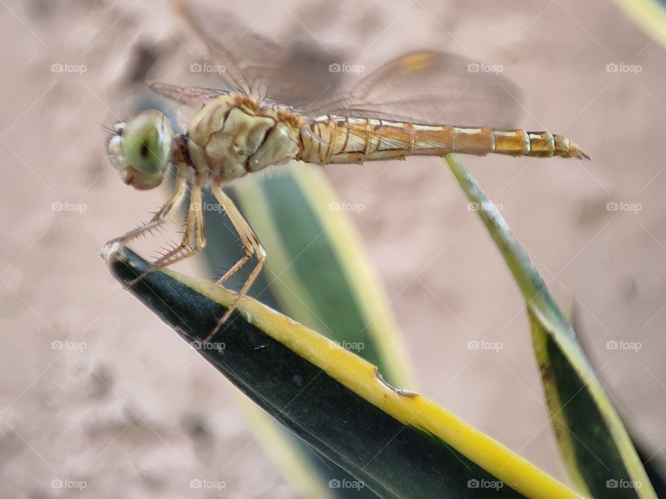 dragonfly on the plant