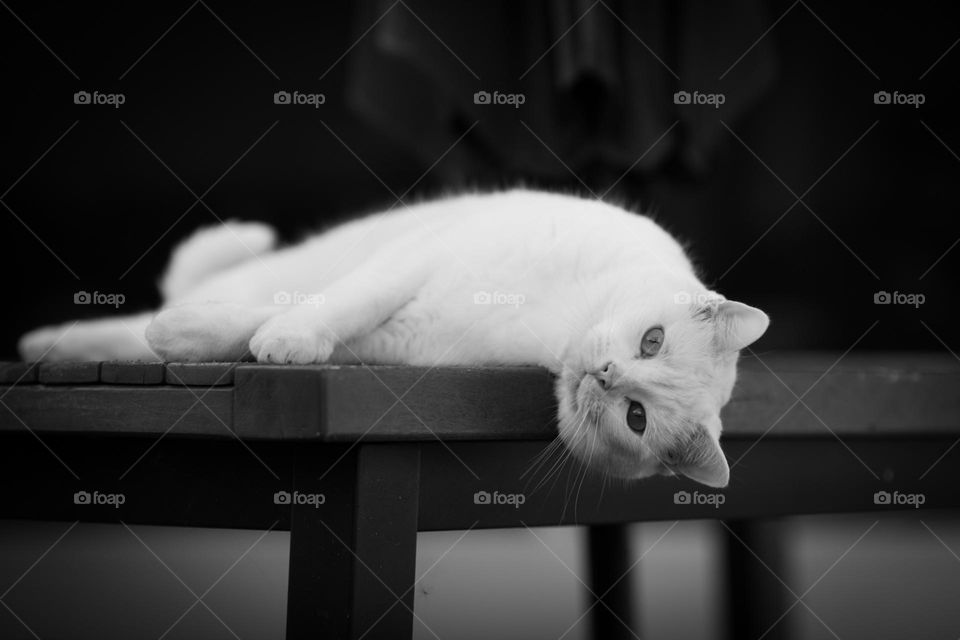 All white kitty laying peacefully outside on a table