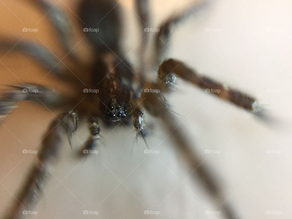Spider macro