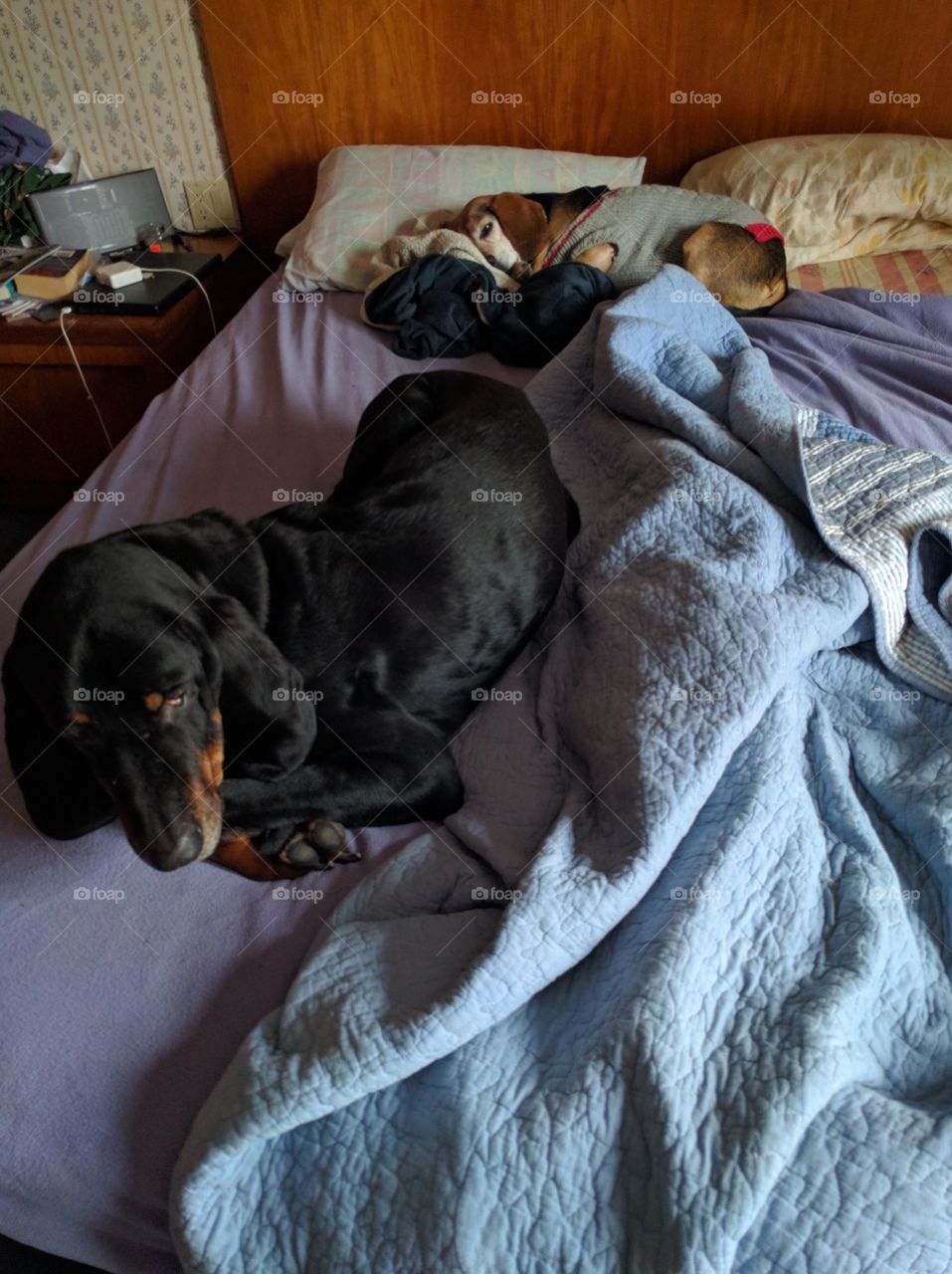 coonhound in bed
