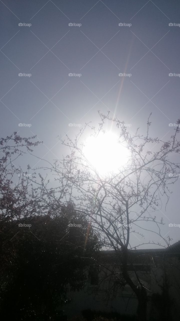 the sun today through tree out front of my house in Jedburgh on April 20th 2019
