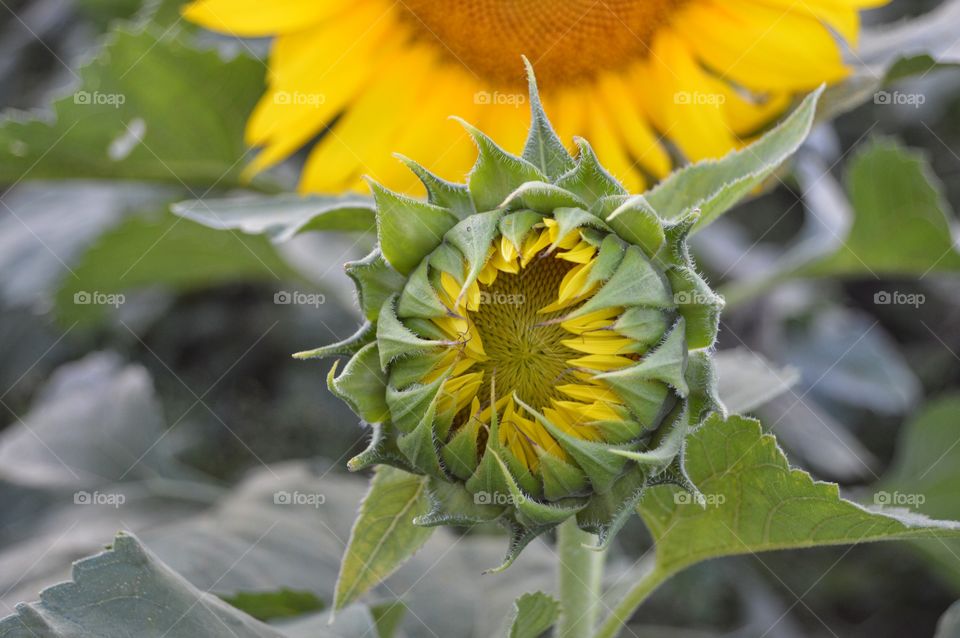 September Sunflowers #1