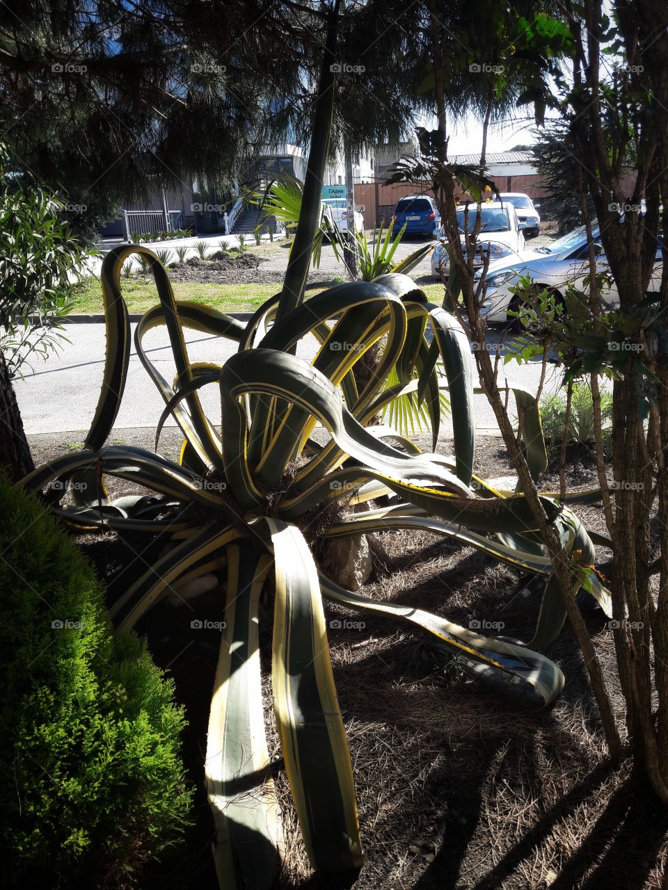 No Person, Travel, Wood, Tree, Outdoors