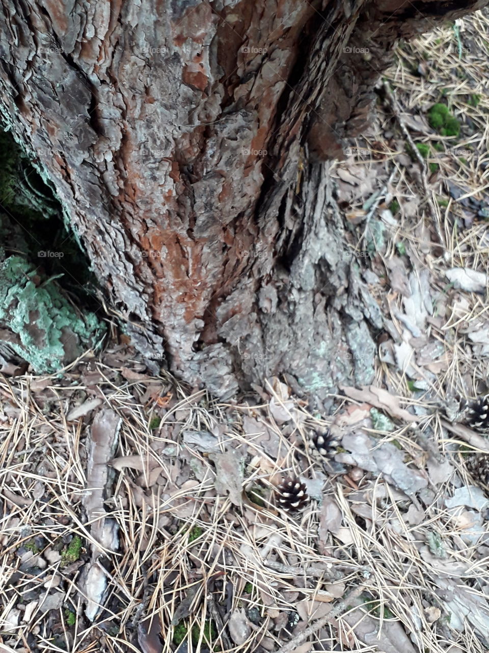 old pine tree and cones