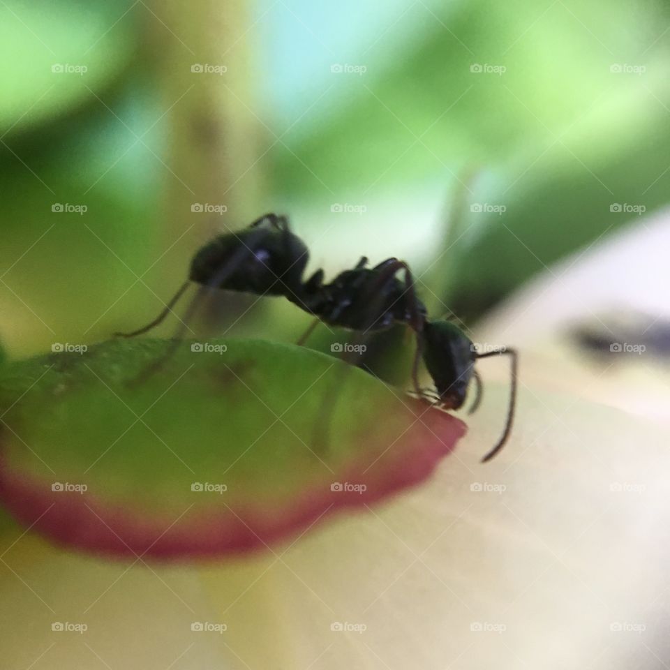 Ant on leaf