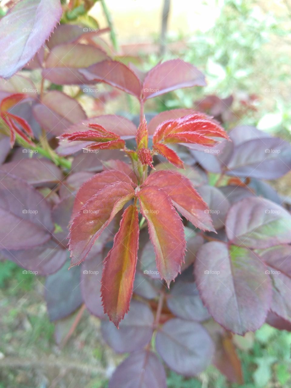 Rose leaf