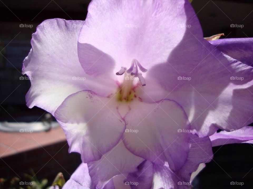 Backlit flower