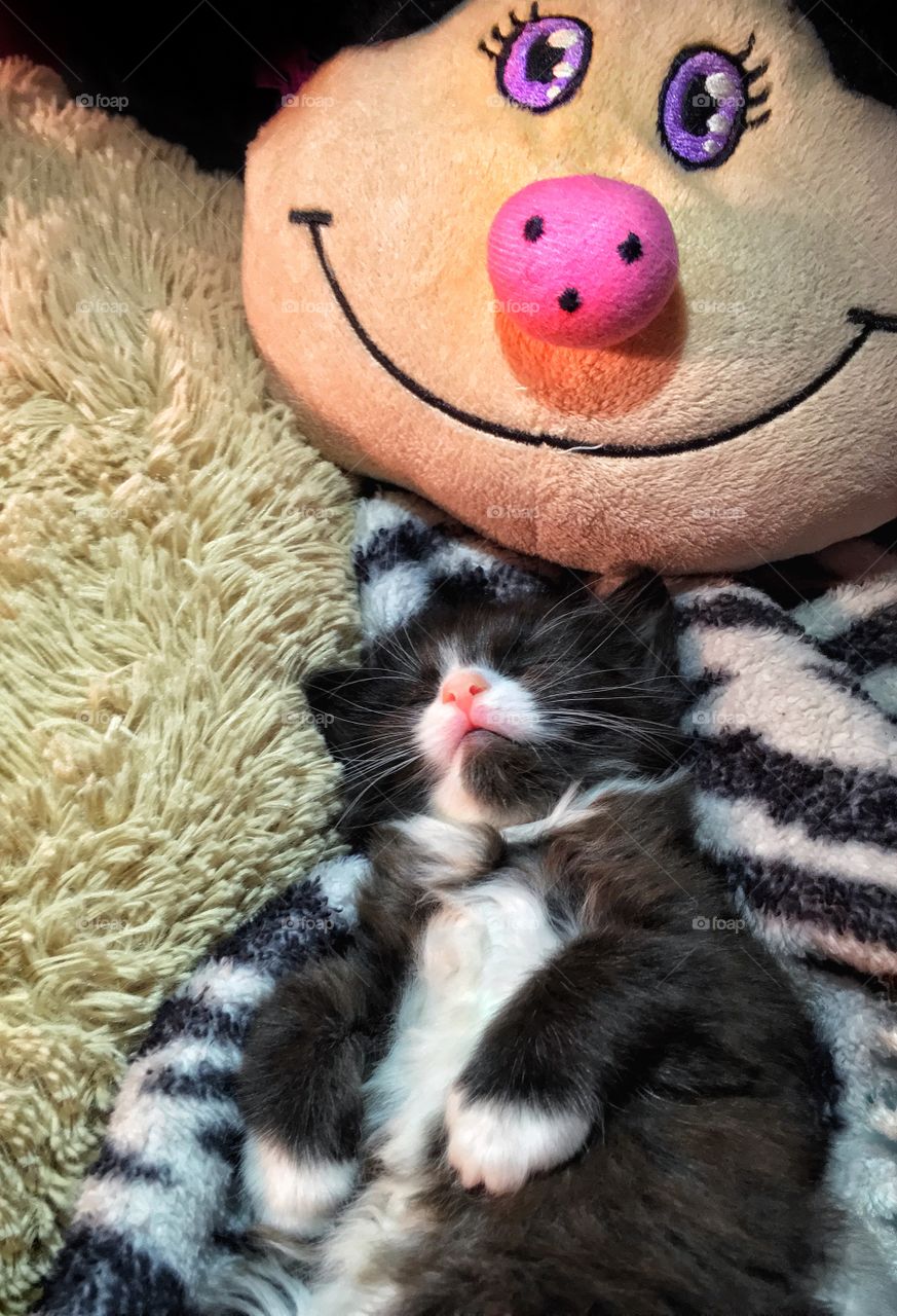 Cute kitten sleeping 