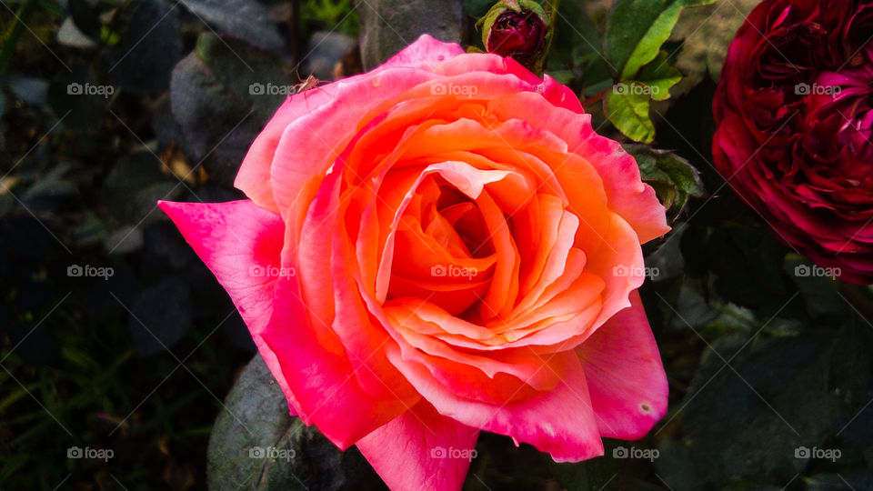 Beautiful Orange Rose with natural background