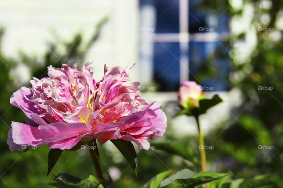 Peony in garden