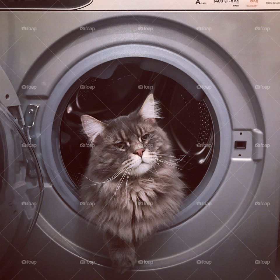 Maine Coon cat - tabby grey - relaxing in washmachine