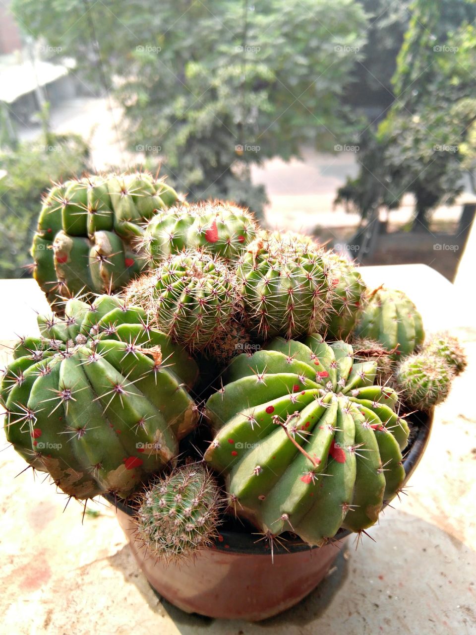 Lil. cactus