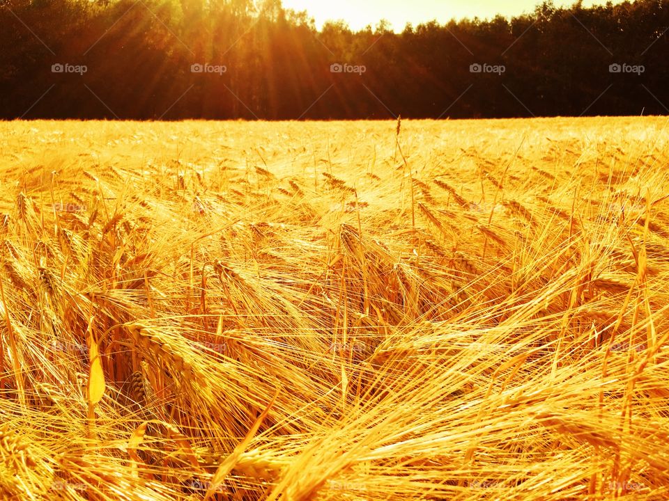 Grain field 