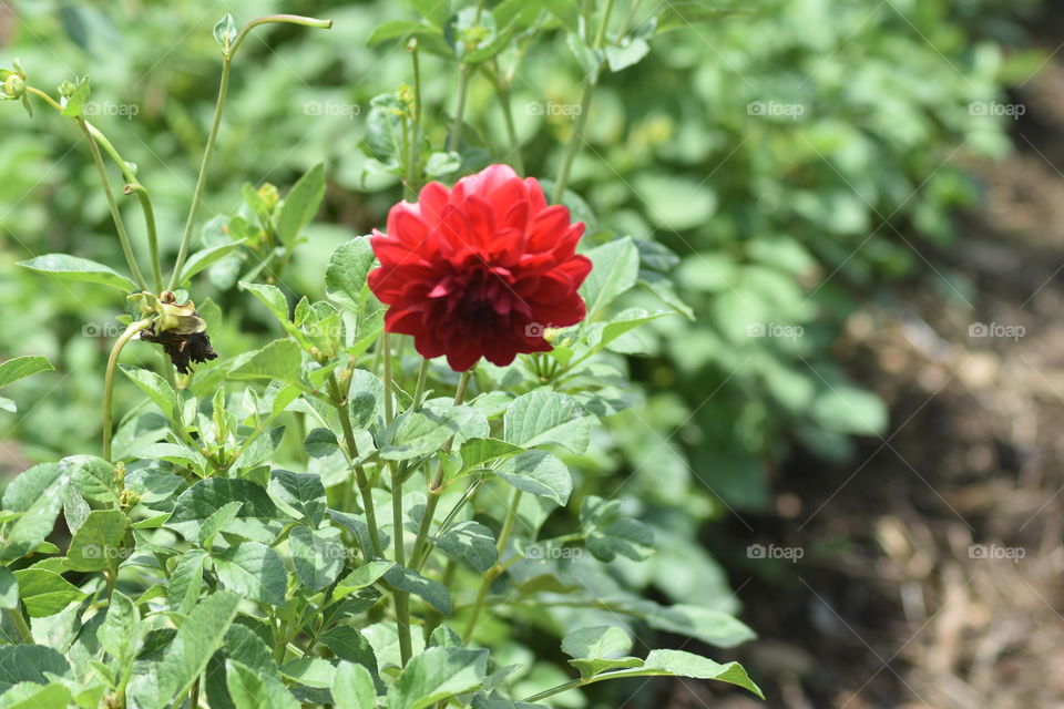 Beautiful red flower..tell me what is it if you can lol..