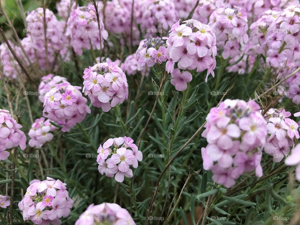 In the garden after the rain 