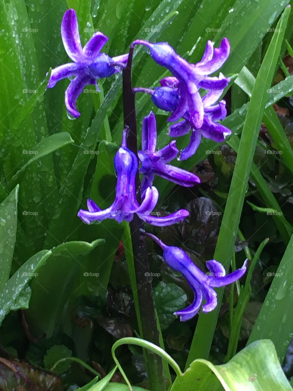 Purple floral splendor 