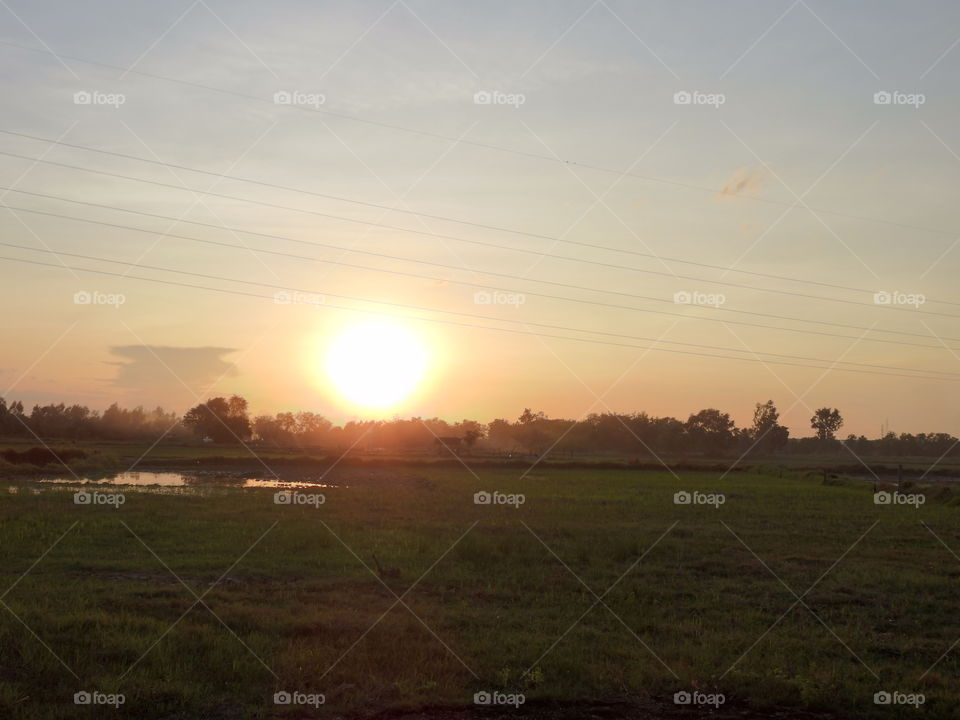 the cornfield in evening